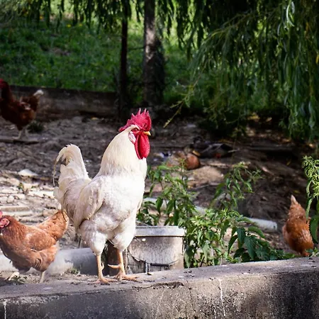 Organic Farm Hvadnik アパート