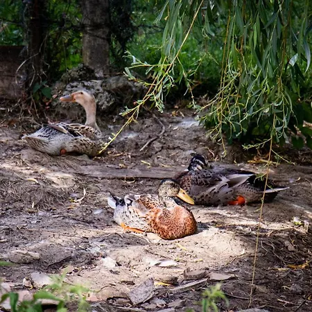 Daire Organic Farm Hvadnik Tržič