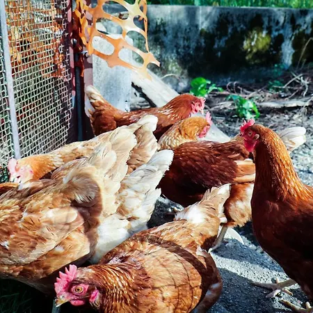 Organic Farm Hvadnik