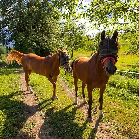 Organic Farm Hvadnik Tržič