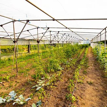 Organic Farm Hvadnik *