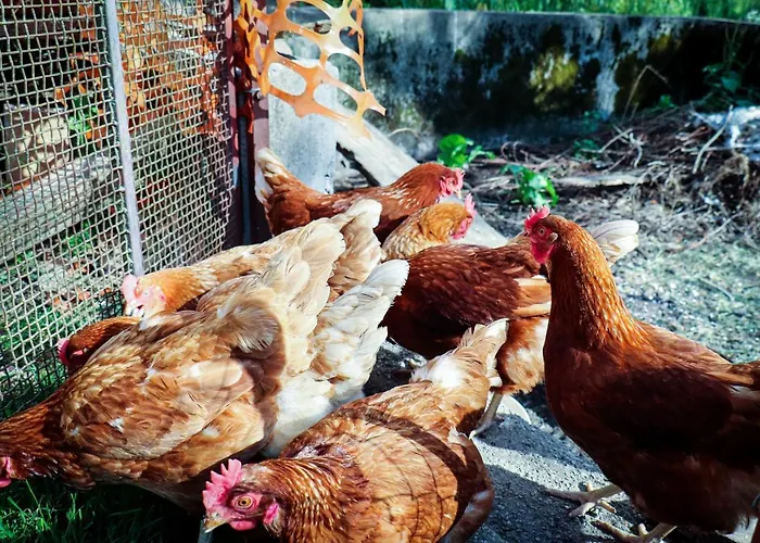 Organic Farm Hvadnik