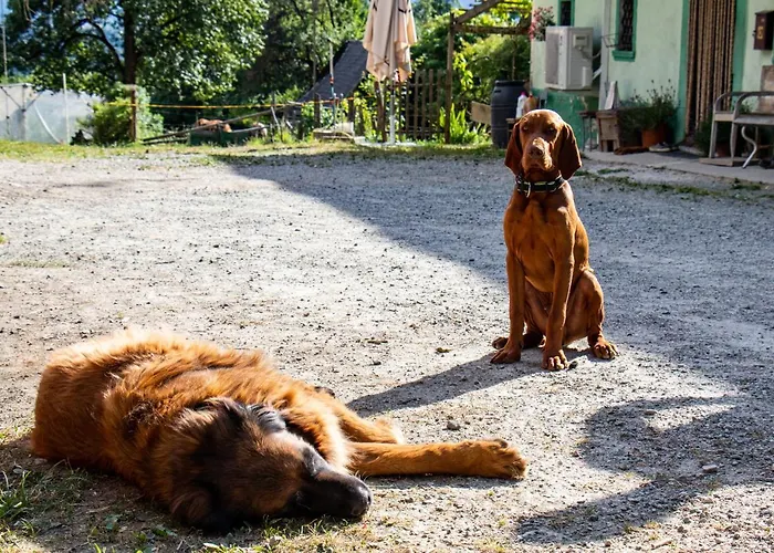 Organic Farm Hvadnik *